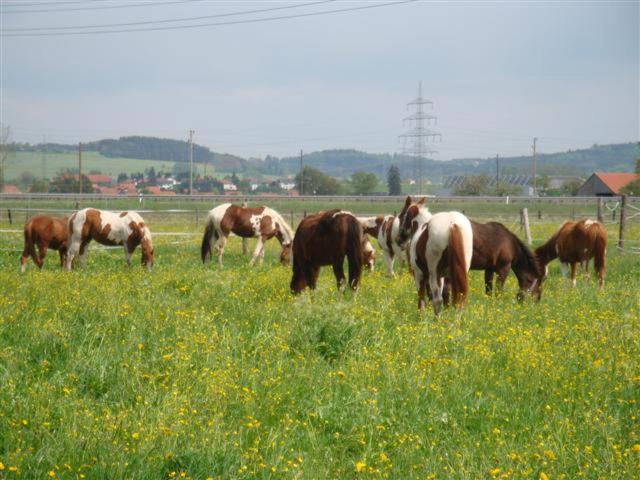 Chrom Ranch Reiterhof Panzió Memmingen Kültér fotó